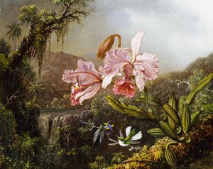 巴西丛林中的兰花和蜂鸟c。 1871-72