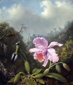 静物兰花与蜂鸟对，约1890年代