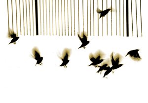 椋鸟，2003 年（照片雕刻）