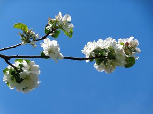苹果花 作者 玛蒂娜·柯尼兹基（Martina Konitzky）