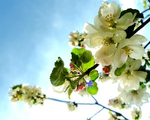 树花1 作者 玛蒂娜·柯尼兹基（Martina Konitzky）