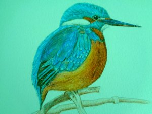 鸟类 作者 玛蒂娜·柯尼兹基（Martina Konitzky）