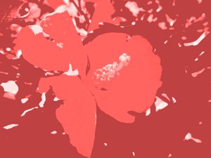 开花 作者 玛蒂娜·柯尼兹基（Martina Konitzky）