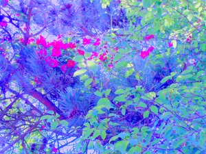 植物 作者 玛蒂娜·柯尼兹基（Martina Konitzky）