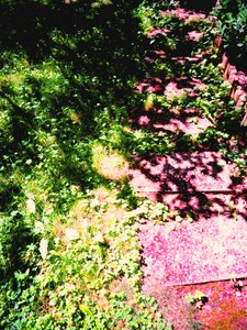 王子和公主或草地和花园小径 作者 玛蒂娜·柯尼兹基（Martina Konitzky）