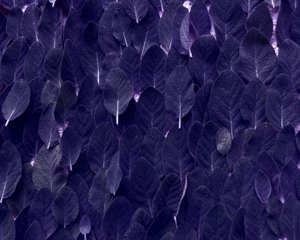 圣人 作者 玛蒂娜·柯尼兹基（Martina Konitzky）