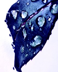 蓝色水珠 作者 玛蒂娜·柯尼兹基（Martina Konitzky）