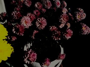 菊花5 作者 玛蒂娜·柯尼兹基（Martina Konitzky）