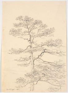 一棵松树 作者 马蒂努斯·罗比（MartinusRørbye）