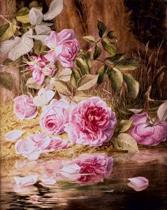 布莱里玫瑰（纸上水彩画）