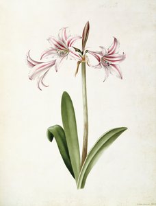 (福禄考 作者 玛丽·伊丽莎白·罗森伯格