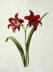 红孤挺花 作者 玛丽·伊丽莎白·罗森伯格