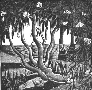 杜鹃花，荷兰公园，2006 年（乙烯基雕刻） 作者 玛丽·库珀