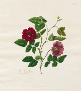 来自大自然的玫瑰花集：深色中国玫瑰，1799年。 作者 玛丽·劳伦斯