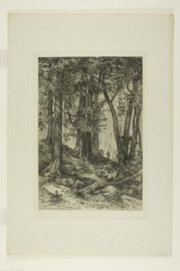 加州森林 作者 玛丽·尼莫·莫兰（Mary Nimmo Moran）