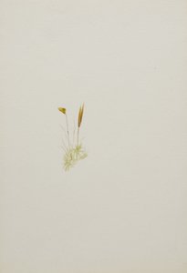 (无题--花卉研究） 作者 玛丽·沃克斯·沃尔科特