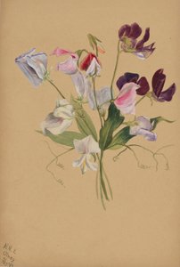 (无题--花卉研究） 作者 玛丽·沃克斯·沃尔科特