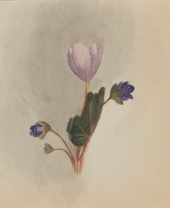 (无题--花卉研究） 作者 玛丽·沃克斯·沃尔科特