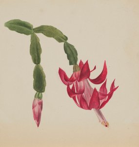(无题--花卉研究） 作者 玛丽·沃克斯·沃尔科特