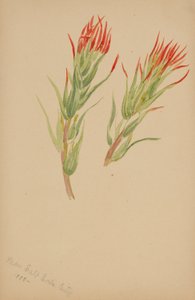 (无题--植物研究） 作者 玛丽·沃克斯·沃尔科特