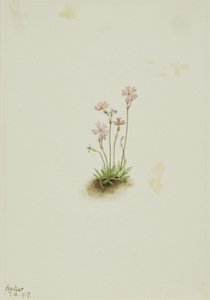 阿尔伯塔报春花（Primula maccalliana） 作者 玛丽·沃克斯·沃尔科特