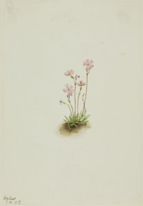 Alberta Primrose Primula maccalliana, 1917. 作者 玛丽·沃克斯·沃尔科特