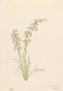高山蕨类植物（Pedicularis contorta） 作者 玛丽·沃克斯·沃尔科特