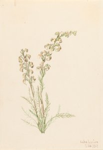 Alpine Fernlife Pedicularis contorta, 1907. 作者 玛丽·沃克斯·沃尔科特