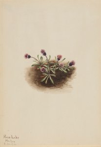 高山跳蚤草（Erigeron unalaschcensis） 作者 玛丽·沃克斯·沃尔科特