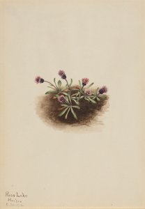 Alpine Fleabane Erigeron unalaschcensis, 1916. 作者 玛丽·沃克斯·沃尔科特