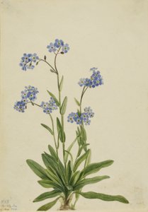 高山勿忘我（Myosotis alpestris） 作者 玛丽·沃克斯·沃尔科特
