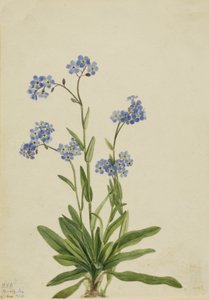 Alpine Forget-me-not Myosotis alpestris, 1924.