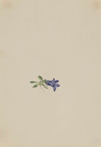 高山兔铃草（金钟罩 Lasiocarpa） 作者 玛丽·沃克斯·沃尔科特