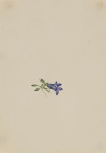 Alpine Harebell Campanula lasiocarpa, n.d. 作者 玛丽·沃克斯·沃尔科特
