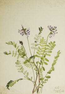 高山黄芪 作者 玛丽·沃克斯·沃尔科特