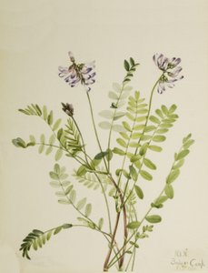 Alpine Milkvetch Astragalus alpinus, 1921. 作者 Mary Vaux Walcott