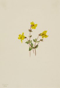 高山猴子花 Mimulus caespitosus, 1904. 作者 玛丽·沃克斯·沃尔科特
