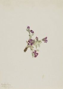Alpine Pointvetch Oxytropis podocarpa, 1916. 作者 玛丽·沃克斯·沃尔科特
