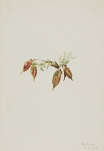Alpine Pointvetch Oxytropis podocarpa, 1918. 作者 玛丽·沃克斯·沃尔科特