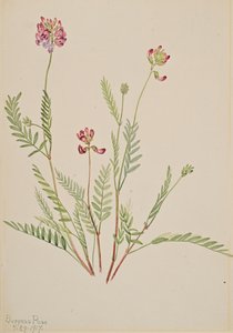 Alpine Vetch Astragalus bourgovii, 1917. 作者 玛丽·沃克斯·沃尔科特