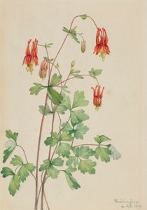 美国哥伦布（Aquilegia canadensis） 作者 玛丽·沃克斯·沃尔科特
