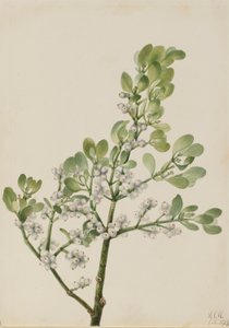 美国槲寄生（Phoradendron flavescens） 作者 玛丽·沃克斯·沃尔科特