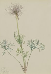 美国矢车菊（Pulsatilla ludoviciana） 作者 玛丽·沃克斯·沃尔科特