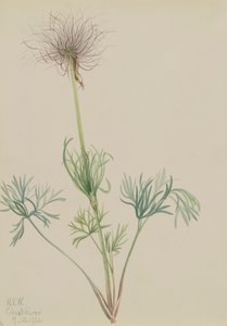 American Pasqueflower Pulsatilla ludoviciana, 1920. 作者 玛丽·沃克斯·沃尔科特