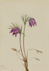 American Pasqueflower Pulsatilla ludoviciana, 1922. 作者 玛丽·沃克斯·沃尔科特