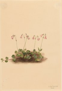 American Twinflower Linnaea borealis americana, 1902. 作者 玛丽·沃克斯·沃尔科特