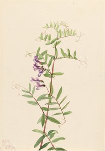 美洲蛭 作者 Mary Vaux Walcott