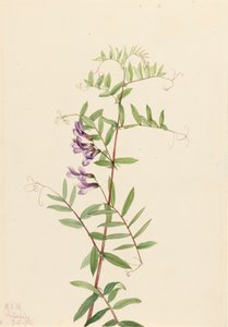 American Vetch Vicia americana, 1922. 作者 Mary Vaux Walcott