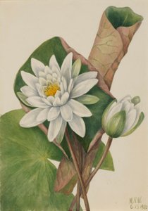 美国睡莲（Castalia odorata） 作者 玛丽·沃克斯·沃尔科特