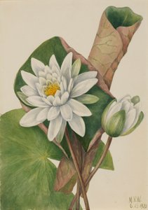 美国睡莲 Castalia odorata, 1920. 作者 玛丽·沃克斯·沃尔科特